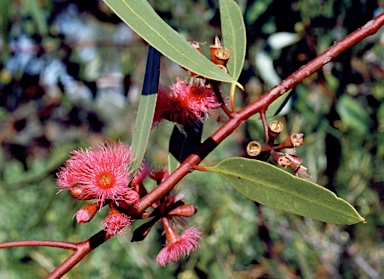 APII jpeg image of Eucalyptus lansdowneana  © contact APII