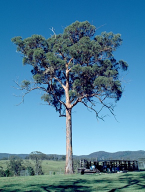 APII jpeg image of Eucalyptus propinqua  © contact APII