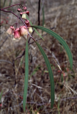 APII jpeg image of Eucalyptus synandra  © contact APII