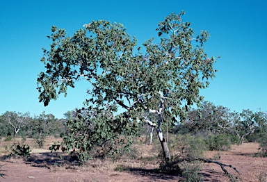 APII jpeg image of Corymbia confertiflora  © contact APII