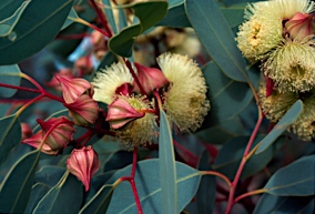 APII jpeg image of Eucalyptus sessilis  © contact APII