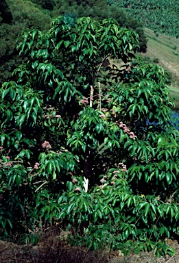 APII jpeg image of Melicope elleryana  © contact APII