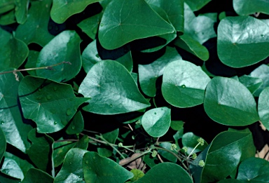 APII jpeg image of Stephania japonica var. discolor  © contact APII