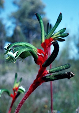APII jpeg image of Anigozanthos manglesii  © contact APII