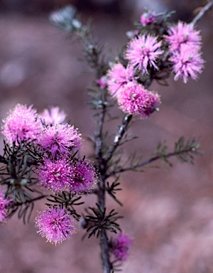 APII jpeg image of Melaleuca psammophila  © contact APII