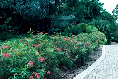 APII jpeg image of Grevillea 'Robyn Gordon'  © contact APII