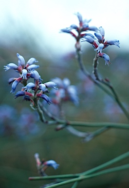 APII jpeg image of Conospermum caeruleum  © contact APII