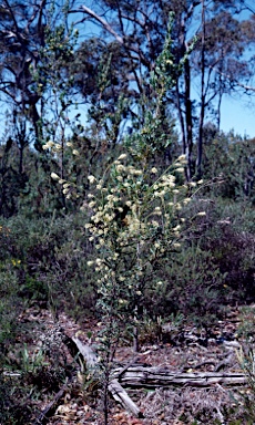 APII jpeg image of Conospermum glumaceum  © contact APII