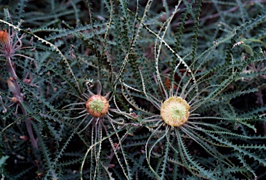 APII jpeg image of Banksia mucronulata  © contact APII