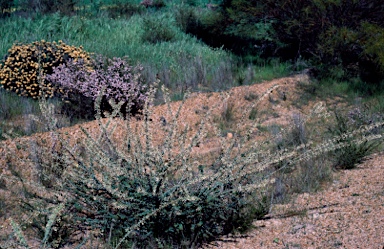 APII jpeg image of Grevillea amplexans subsp. semivestita  © contact APII