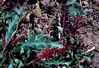 APII jpeg image of Grevillea 'Fanfare'  © contact APII