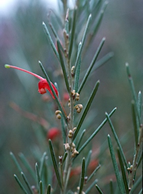 APII jpeg image of Grevillea disjuncta subsp. disjuncta  © contact APII