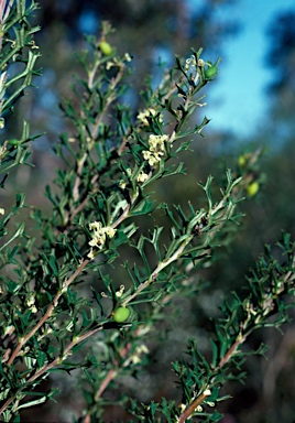 APII jpeg image of Grevillea trifida  © contact APII
