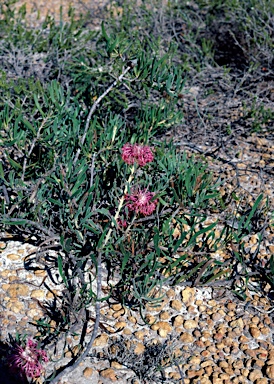 APII jpeg image of Isopogon linearis  © contact APII