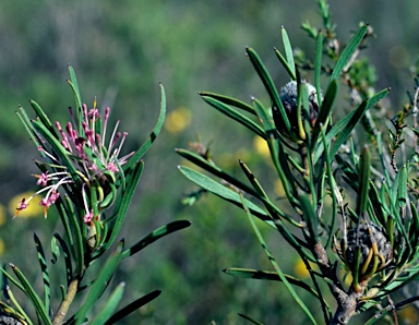 APII jpeg image of Isopogon linearis  © contact APII