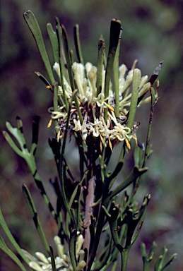 APII jpeg image of Isopogon mnoraifolius  © contact APII