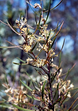 APII jpeg image of Petrophile heterophylla  © contact APII