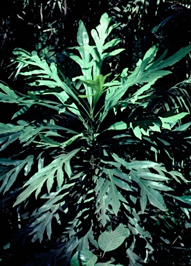 APII jpeg image of Placospermum coriaceum  © contact APII