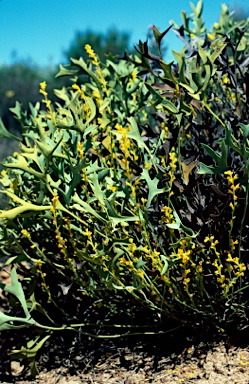 APII jpeg image of Synaphea decorticans sp aff  © contact APII