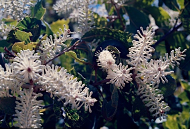 APII jpeg image of Xylomelum occidentale  © contact APII