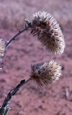 APII jpeg image of Ptilotus clementii  © contact APII
