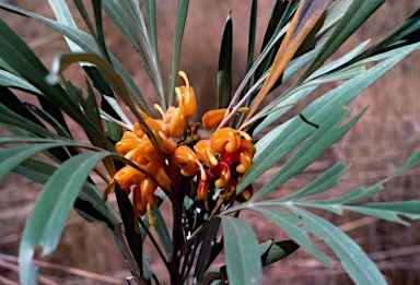 APII jpeg image of Grevillea refracta  © contact APII