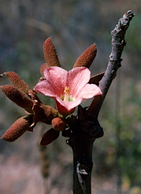 APII jpeg image of Brachychiton megaphyllus  © contact APII