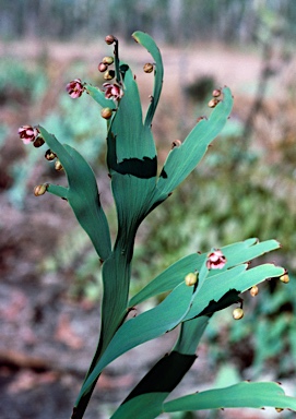 APII jpeg image of Hibbertia dilatata  © contact APII