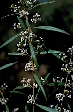 APII jpeg image of Logania albiflora  © contact APII
