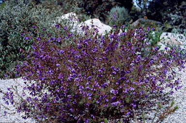 APII jpeg image of Platytheca galioides  © contact APII