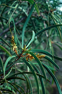 APII jpeg image of Persoonia longifolia  © contact APII