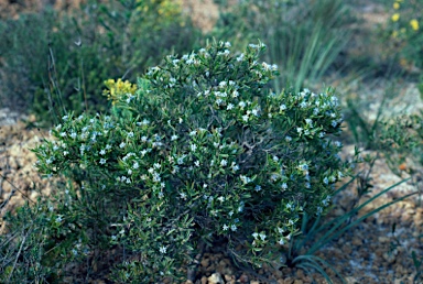 APII jpeg image of Conospermum nervosum  © contact APII