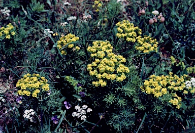 APII jpeg image of Euphorbia cyparissias  © contact APII