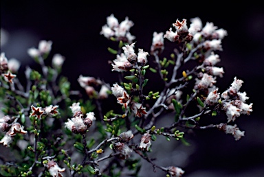 APII jpeg image of Cryptandra lanosiflora  © contact APII