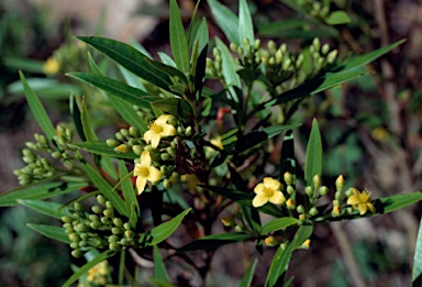 APII jpeg image of Tristania neriifolia  © contact APII