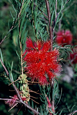 APII jpeg image of Melaleuca fulgens  © contact APII