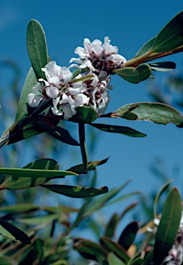 APII jpeg image of Agonis baxteri  © contact APII