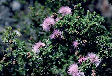 APII jpeg image of Beaufortia schaueri  © contact APII