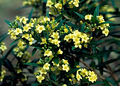 APII jpeg image of Tristania neriifolia  © contact APII