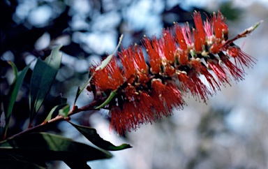 APII jpeg image of Callistemon acuminatus 'Nabiac Red'  © contact APII