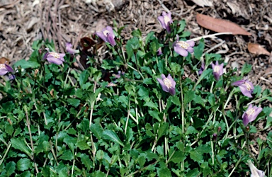 APII jpeg image of Mazus pumilio  © contact APII