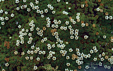 APII jpeg image of Donatia novae-zelandiae  © contact APII