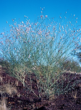 APII jpeg image of Ptilotus calostachyus  © contact APII