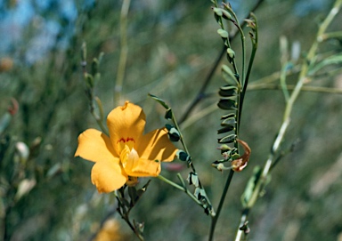 APII jpeg image of Petalostylis cassioides  © contact APII