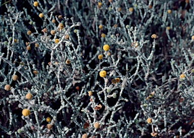 APII jpeg image of Acacia adoxa var. adoxa  © contact APII