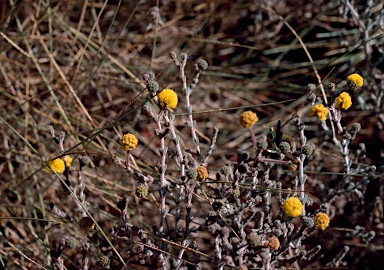 APII jpeg image of Acacia adoxa var. adoxa  © contact APII
