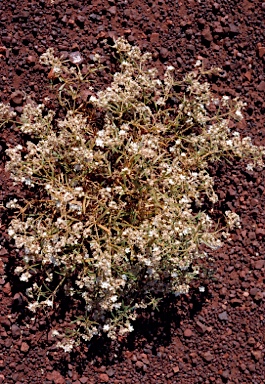 APII jpeg image of Trigastrotheca molluginea  © contact APII