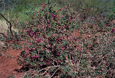 APII jpeg image of Eremophila maculata  © contact APII