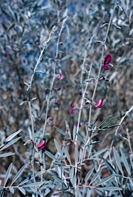 APII jpeg image of Tephrosia rosea  © contact APII