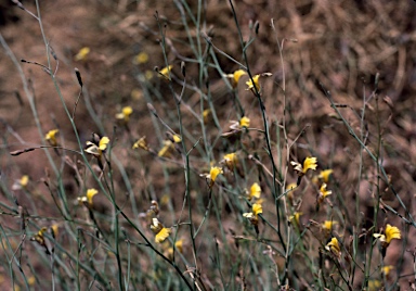 APII jpeg image of Goodenia lamprosperma  © contact APII